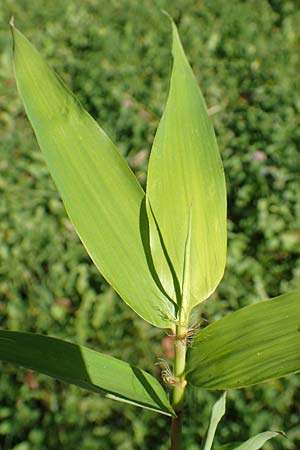 Sasa kurilensis \ Kurilen-Zwerg-Bambus, Riesenblatt-Bambus / Kuril Islands Bamboo, Broad-Leaf Bamboo, D Weinheim an der Bergstraße 14.10.2017