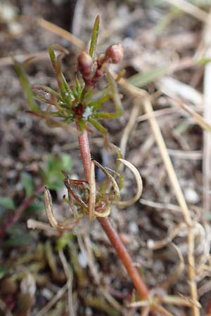 Spergula arvensis \ Acker-Sprgel, D St. Leon - Rot 23.3.2018