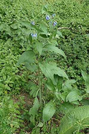 Symphytum asperum \ Rauer Beinwell / Rough Comfrey, D Botan. Gar.  Universit.  Bochum 22.5.2018