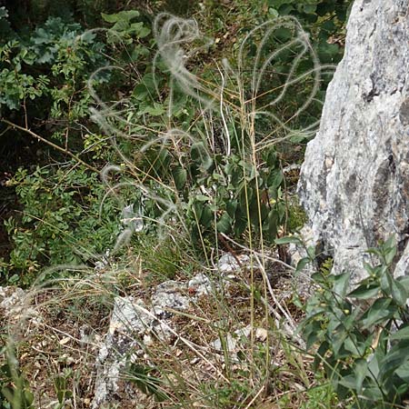 Stipa eriocaulis subsp. austriaca / Austrian Feather-Grass, D Beuron 26.6.2018