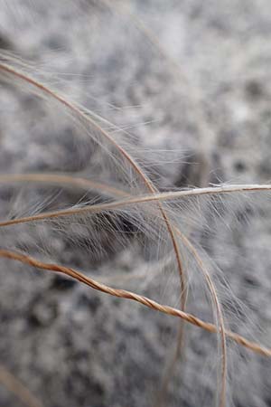 Stipa eriocaulis subsp. austriaca / Austrian Feather-Grass, D Beuron 26.6.2018