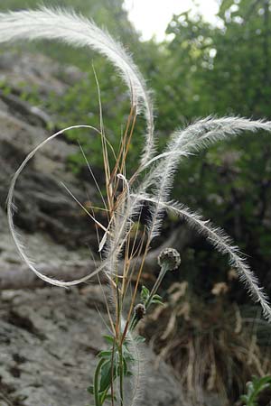 Stipa eriocaulis subsp. austriaca \ Zierliches Federgras / Austrian Feather-Grass, D Beuron 26.6.2018