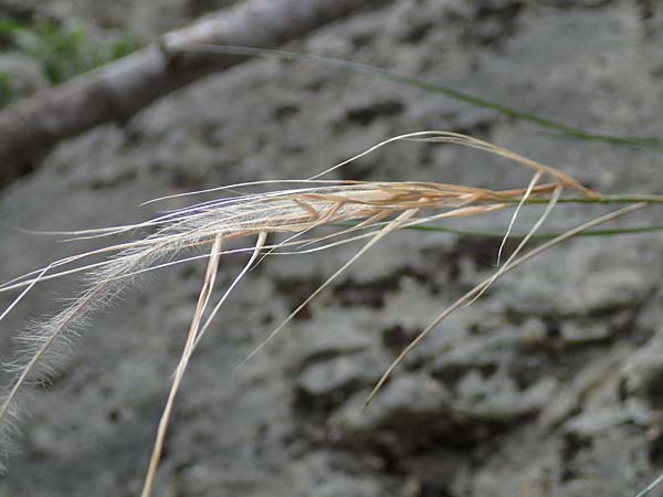 Stipa eriocaulis subsp. austriaca \ Zierliches Federgras, D Beuron 26.6.2018