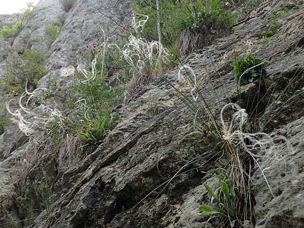 Stipa eriocaulis subsp. austriaca \ Zierliches Federgras / Austrian Feather-Grass, D Beuron 26.6.2018