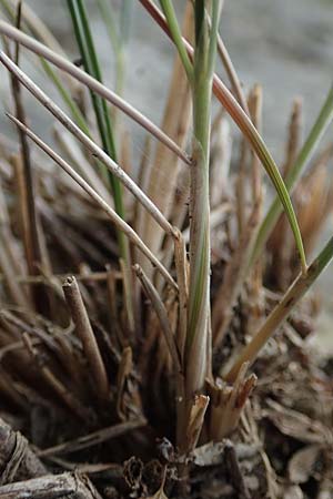 Stipa eriocaulis subsp. austriaca \ Zierliches Federgras / Austrian Feather-Grass, D Beuron 26.6.2018