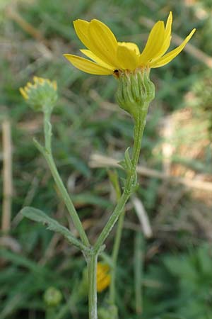 Senecio aquaticus \ Wasser-Greiskraut, D Hövelhof 23.8.2018