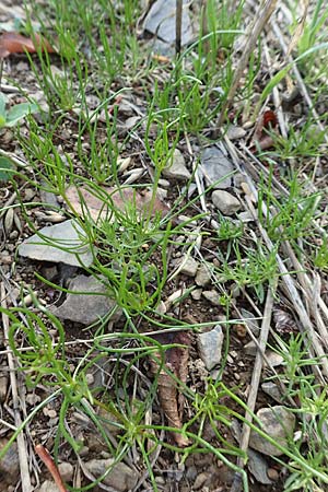 Spergula arvensis / Corn Spurrey, D Gladenbach 8.10.2018