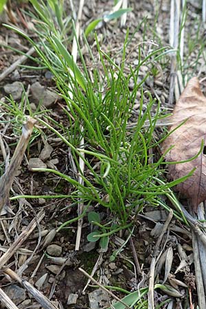 Spergula arvensis \ Acker-Sprgel, D Gladenbach 8.10.2018