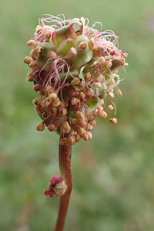 Sanguisorba minor \ Kleiner Wiesenknopf, D Herborn 25.4.2019