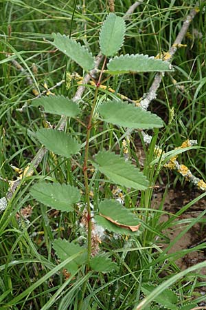 Sanguisorba officinalis \ Groer Wiesenknopf / Great Burnet, D Neuleiningen 25.5.2020