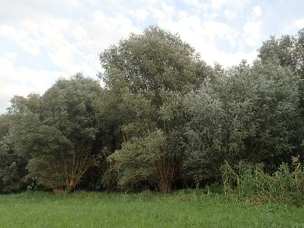 Salix alba \ Silber-Weide / White Willow, D Brandenburg, Havelaue-Gülpe 16.9.2020
