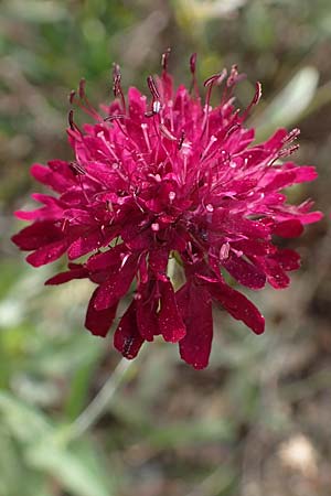 Scabiosa atropurpurea / Sweet Scabious, D Weinheim an der Bergstraße, Botan. Gar.  Hermannshof 22.10.2020