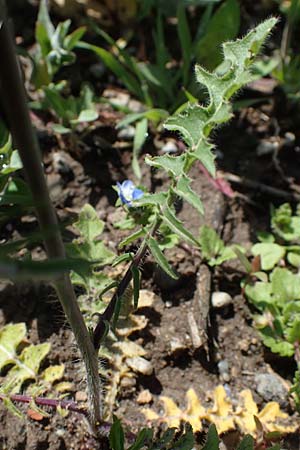 Sisymbrium altissimum \ Riesen-Rauke, Ungarische Rauke / Tall Rocket, D Mannheim 19.5.2021