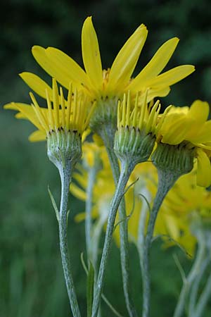 Senecio alpinus \ Alpen-Greiskraut / Alpine Ragwort, D Altusried-Walzlings 12.7.2021