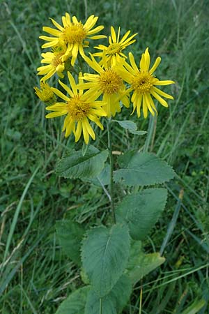 Senecio alpinus \ Alpen-Greiskraut, D Altusried-Walzlings 12.7.2021