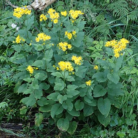 Senecio alpinus \ Alpen-Greiskraut, D Altusried-Walzlings 12.7.2021