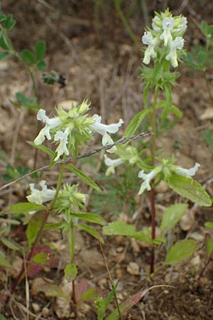 Stachys annua / Annual Yellow Woundwort, D Grünstadt-Asselheim 6.8.2021