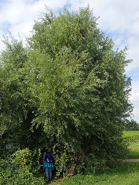 Salix alba \ Silber-Weide / White Willow, D Herxheim am Berg 1.9.2021