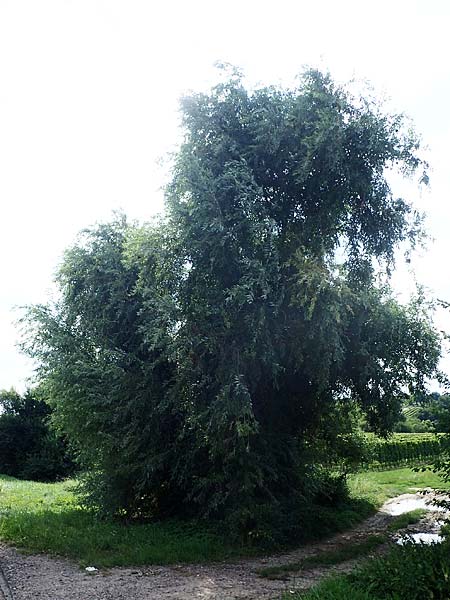 Salix alba \ Silber-Weide / White Willow, D Herxheim am Berg 1.9.2021