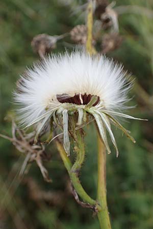 Sonchus arvensis var. maritimus / Sea Sow-Thistle, D Hohwacht 13.9.2021