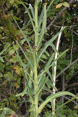 Sonchus arvensis var. maritimus / Sea Sow-Thistle, D Hohwacht 14.9.2021