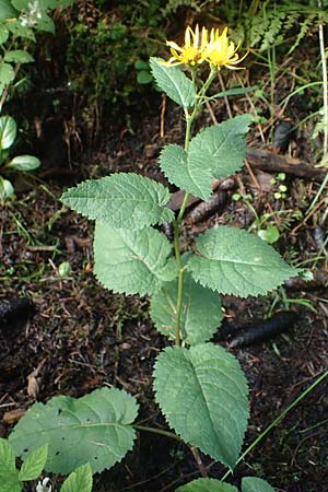 Senecio alpinus \ Alpen-Greiskraut, D Waltenhofen 8.7.2022