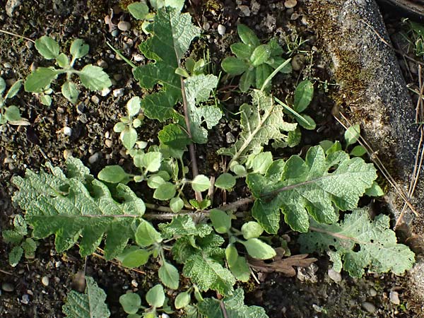 Salvia austriaca \ sterreichischer Salbei / Austrian Sage, D  8.4.2024