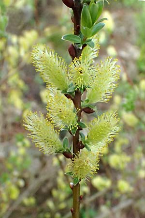 Salix alpina \ Alpen-Weide / Alpine Willow, D  8.4.2024