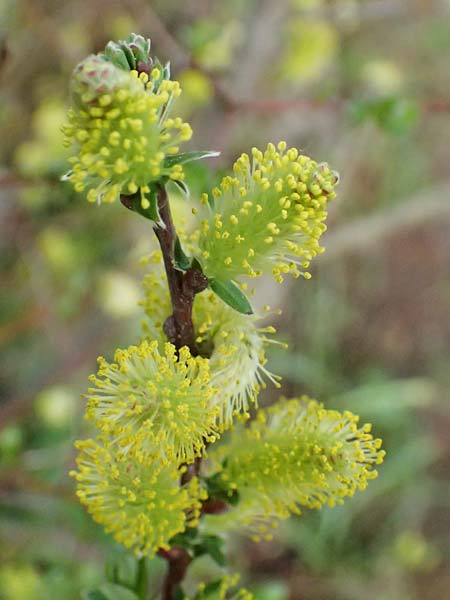 Salix alpina \ Alpen-Weide, D  8.4.2024