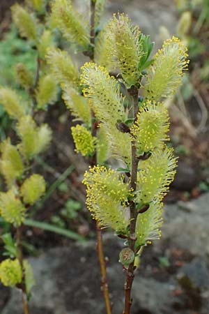 Salix alpina \ Alpen-Weide, D  8.4.2024