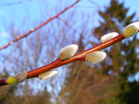 Salix daphnoides \ Reif-Weide / European Violet Willow, D Günzburg 15.4.2010 (Photo: Thomas Meyer)