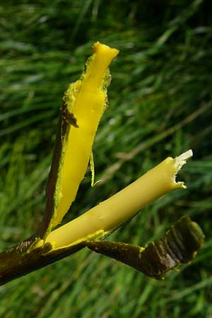 Salix daphnoides / European Violet Willow, D Günzburg 15.6.2010 (Photo: Thomas Meyer)