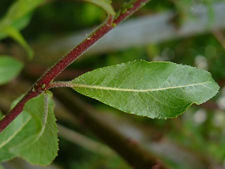 Salix daphnoides \ Reif-Weide / European Violet Willow, D Günzburg 15.6.2010 (Photo: Thomas Meyer)