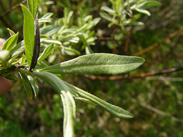 Salix elaeagnos \ Lavendel-Weide / Olive Willow, D Mittenwald 3.8.2010 (Photo: Thomas Meyer)