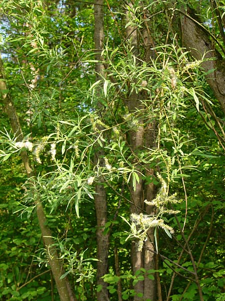 Salix elaeagnos \ Lavendel-Weide / Olive Willow, D Mittenwald 15.6.2010 (Photo: Thomas Meyer)