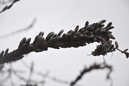 Salix caprea \ Sal-Weide / Goat Willow, D Plauen 28.3.2015 (Photo: Steffen Janke)