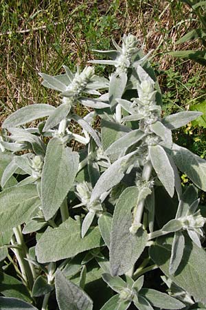 Stachys byzantina \ Woll-Ziest, Eselsohr / Lamb's Ear, D Sinsheim 15.5.2015