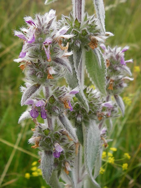 Stachys byzantina \ Woll-Ziest, Eselsohr / Lamb's Ear, D Gerolzhofen-Sulzheim 18.7.2015