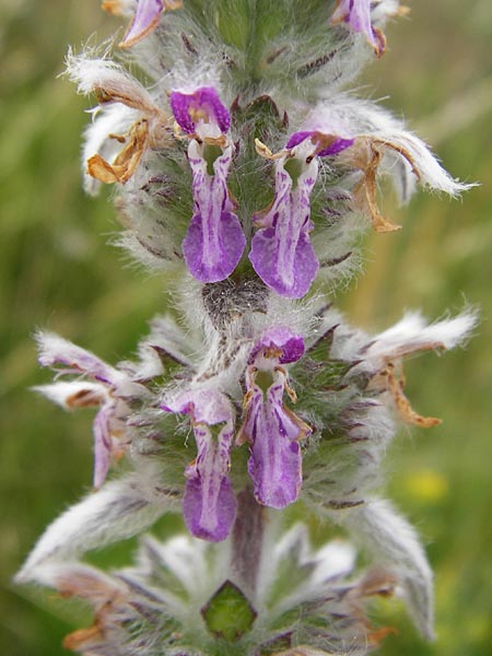 Stachys byzantina \ Woll-Ziest, Eselsohr / Lamb's Ear, D Gerolzhofen-Sulzheim 18.7.2015