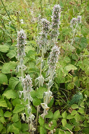 Stachys byzantina \ Woll-Ziest, Eselsohr / Lamb's Ear, D Gerolzhofen-Sulzheim 18.7.2015