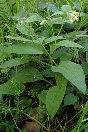 Symphytum bulbosum \ Knollen-Beinwell, Kleinbltiger Beinwell / Bulbous Comfrey, D Heidelberg 21.4.2016