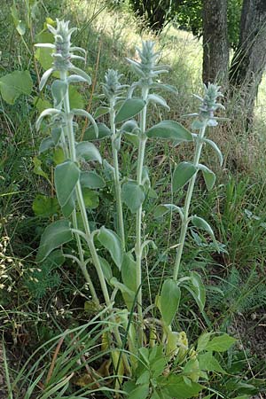 Stachys byzantina \ Woll-Ziest, Eselsohr / Lamb's Ear, D Neckartenzlingen 17.6.2017