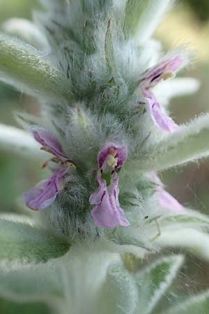 Stachys byzantina \ Woll-Ziest, Eselsohr / Lamb's Ear, D Neckartenzlingen 17.6.2017