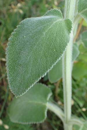 Stachys byzantina \ Woll-Ziest, Eselsohr / Lamb's Ear, D Neckartenzlingen 17.6.2017