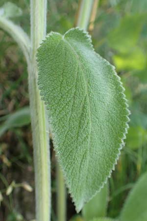 Stachys byzantina \ Woll-Ziest, Eselsohr / Lamb's Ear, D Neckartenzlingen 17.6.2017