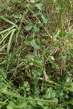Sanguisorba minor subsp. balearica \ Hckerfrchtiger Wiesenknopf / Small Burnet, D Biebesheim 12.5.2018