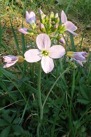 Cardamine pratensis agg. \ Wiesen-Schaumkraut / Cuckooflower, D Mannheim 9.4.2020