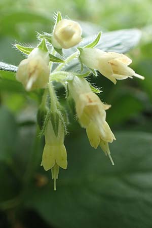 Symphytum bulbosum \ Knollen-Beinwell, Kleinbltiger Beinwell / Bulbous Comfrey, D Mannheim 13.4.2020