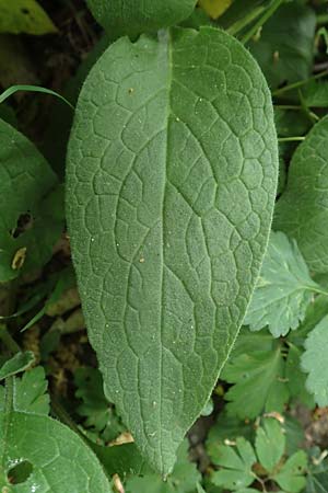 Symphytum bulbosum \ Knollen-Beinwell, Kleinbltiger Beinwell / Bulbous Comfrey, D Mannheim 13.4.2020