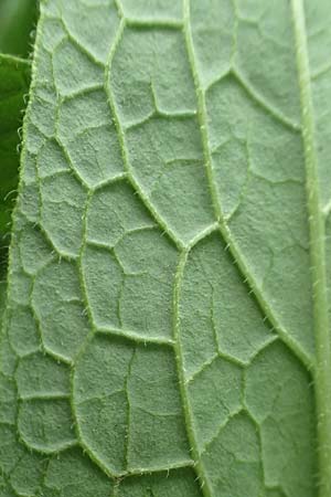 Symphytum bulbosum \ Knollen-Beinwell, Kleinbltiger Beinwell / Bulbous Comfrey, D Mannheim 13.4.2020